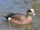 American Wigeon (WWT Slimbridge April 2013) - pic by Nigel Key